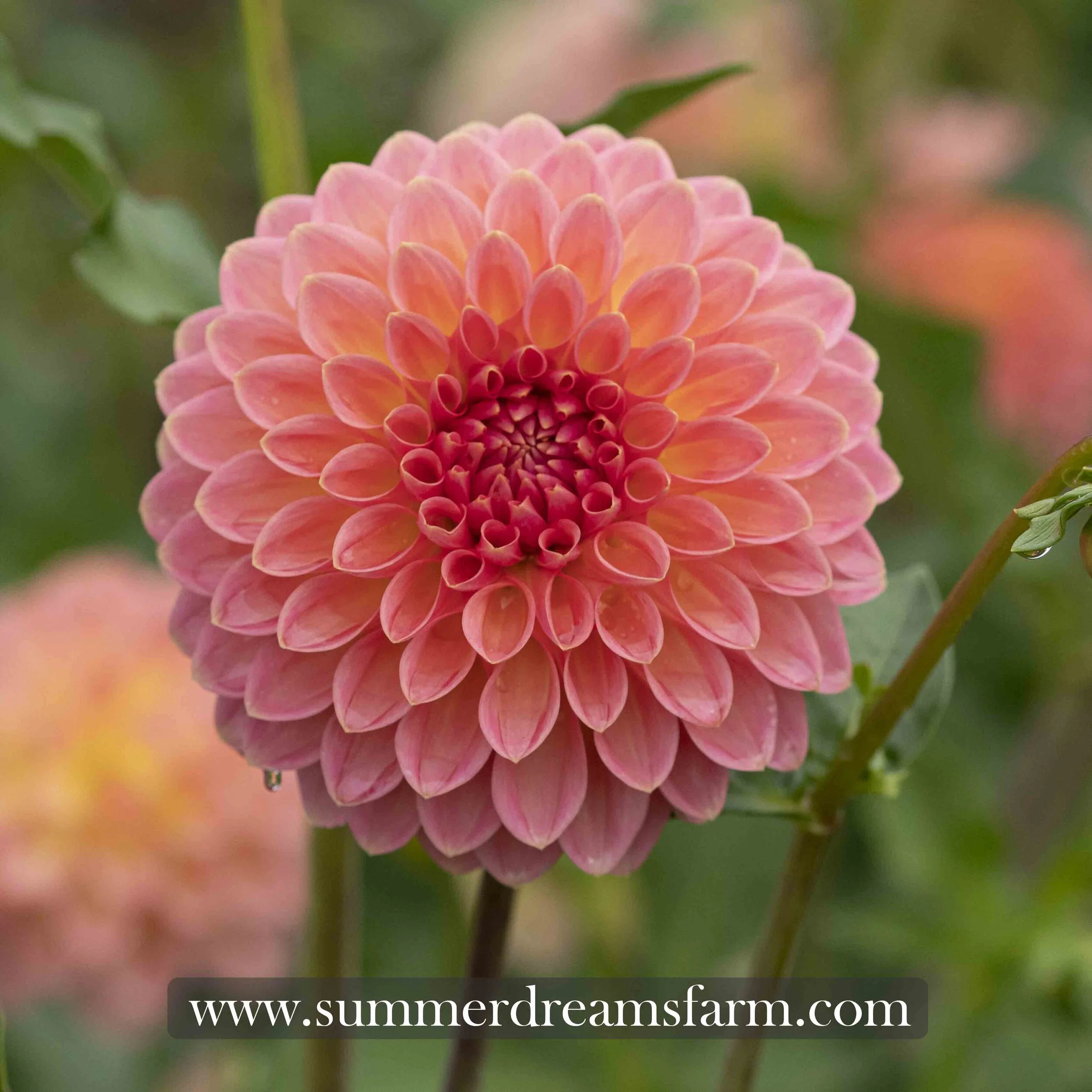Dahlia - Hillcrest Suffusion — Dahlia | SummerDreamsFarm